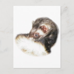 Sable Ferret Afbeelding Briefkaart