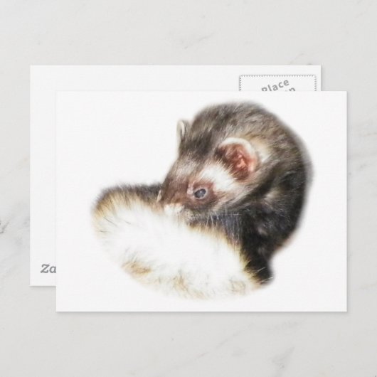 Sable Ferret Afbeelding Briefkaart (Voorkant / Achterkant)