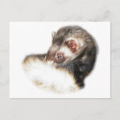Sable Ferret Afbeelding Briefkaart (Voorkant)