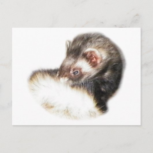Sable Ferret Afbeelding Briefkaart (Voorkant)