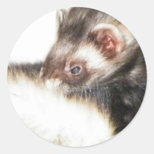 Sable Ferret Afbeelding Ronde Sticker