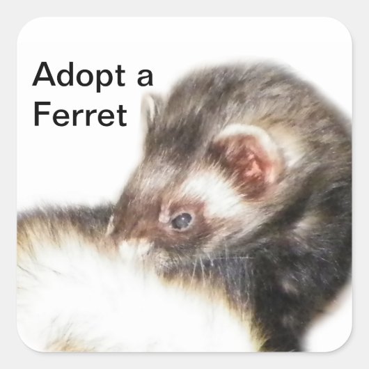 Sable Ferret Afbeelding Vierkante Sticker (Voorkant)