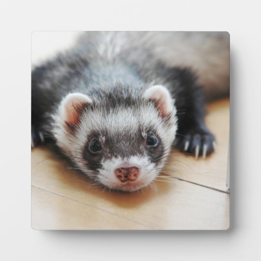 Sable Ferret Fotoplaat (Voorkant)