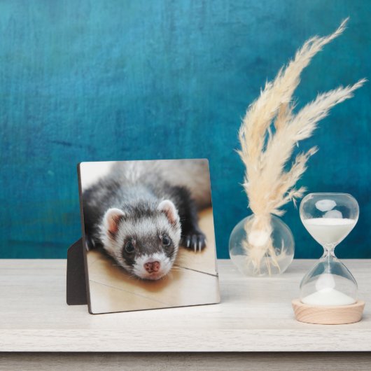 Sable Ferret Fotoplaat (Insitu)