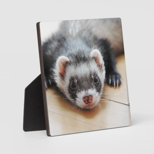 Sable Ferret Fotoplaat (Voorkant)