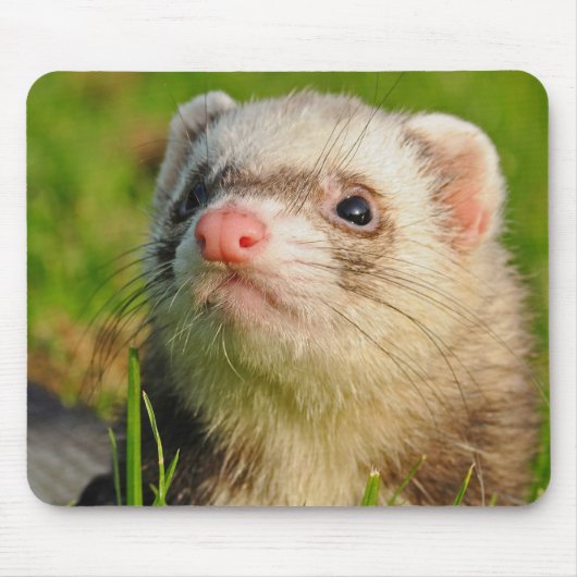 Sable Ferret in the Grass Muismat (Voorkant)