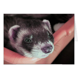 Sable Ferret Kaart