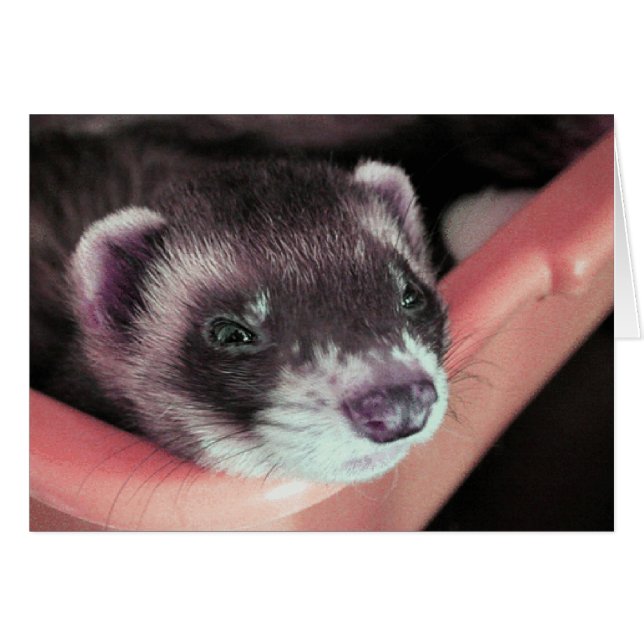 Sable Ferret Kaart (Voorkant Horizontaal)