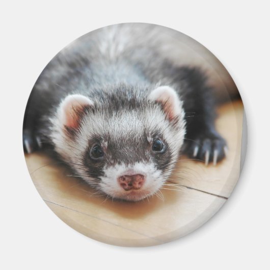 Sable Ferret Magneet (Voorkant)