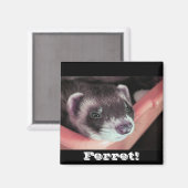 Sable Ferret Magnet (Voorkant / Achterkant)