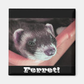 Sable Ferret Magnet (Voorkant)