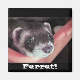 Sable Ferret Magnet