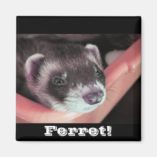 Sable Ferret Magnet (Voorkant)