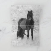 Sable Island Hengst - Wild Horse Greting Kaart (Binnen)