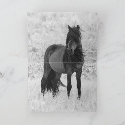 Sable Island Hengst - Wild Horse Greting Kaart (Binnen)