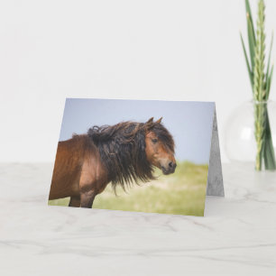 Sable Island Stallion - Wild Horse Greting Card Kaart