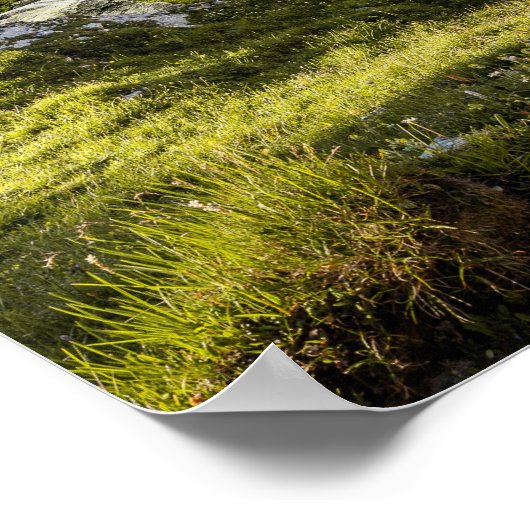 Sable Rough Collie and Lamb herding Sheep - Poster (Hoek)