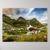 Sable Rough Collie and Lamb herding Sheep - Poster (Voorkant)