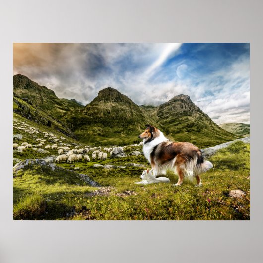 Sable Rough Collie and Lamb herding Sheep - Poster (Voorkant)