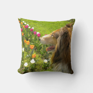 Sable Rough Collie en Tulpen Kussen