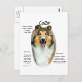 Sable Rough Collie Maak kennis met het ras Briefkaart (Voorkant / Achterkant)