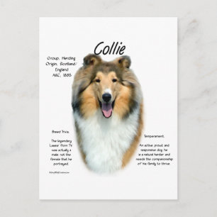 Sable Rough Collie Maak kennis met het ras Briefkaart