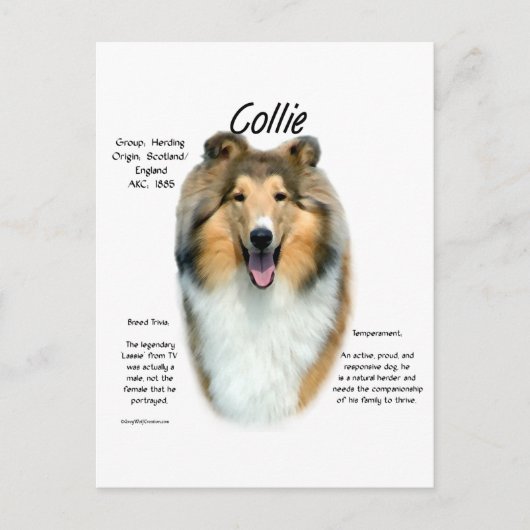 Sable Rough Collie Maak kennis met het ras Briefkaart (Voorkant)