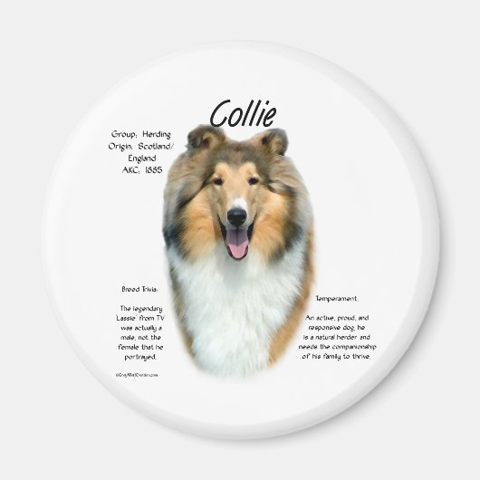 Sable Rough Collie Maak kennis met het ras - Magne Magneet (Voorkant)