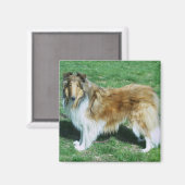 Sable Rough Collie Magneet (Voorkant / Achterkant)
