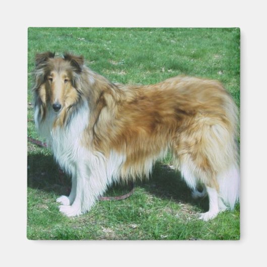 Sable Rough Collie Magneet (Voorkant)