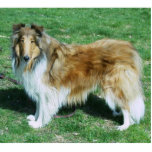 Sable Rough Collie Staand Fotobeeldje<br><div class="desc">Fotosculptuur van Rough collie- sable</div>