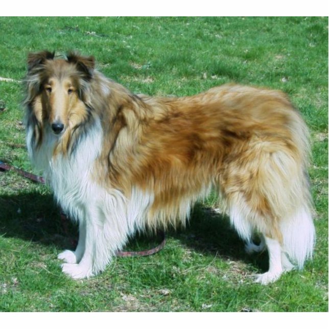 Sable Rough Collie Staand Fotobeeldje (Voorkant)