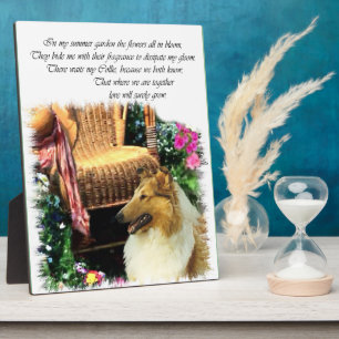 Sable Rough Collie where Love Groeit Fotoplaat