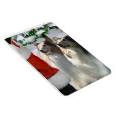 Sable Rough Collies met Kerstmis Magneet (Rechterzijde)