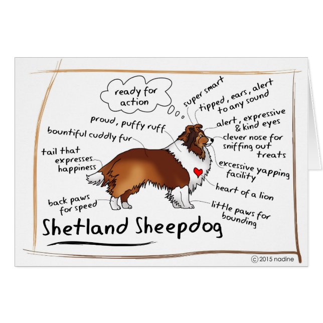 Sable Sheltie (Voorkant Horizontaal)