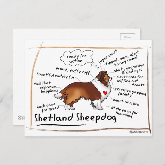 Sable Sheltie Briefkaart (Voorkant / Achterkant)