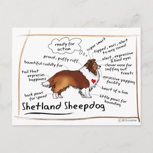 Sable Sheltie Briefkaart (Voorkant)