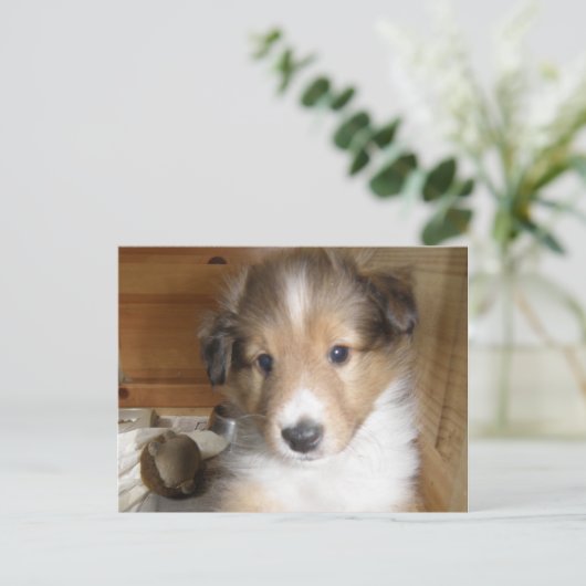 Sable Sheltie Pup Briefkaart (Staand voorkant)