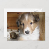 Sable Sheltie Pup Briefkaart (Voorkant / Achterkant)