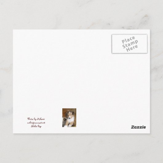 Sable Sheltie Pup Briefkaart (Achterkant)