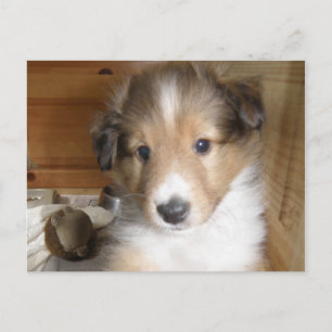 Sable Sheltie Pup Briefkaart