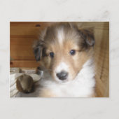 Sable Sheltie Pup Briefkaart (Voorkant)