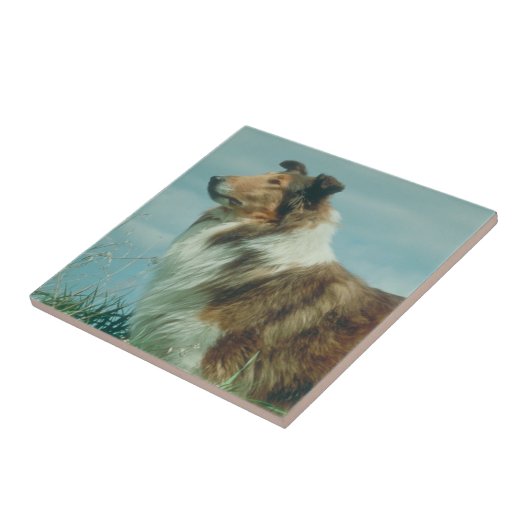 Sable & White Collie Rough Coat Tile Tegeltje (Zijkant)