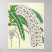  Saccolabium Blumei Orchid Flower Poster (Voorkant)