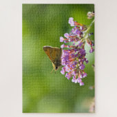 Sachem (Atalopedes campestris) Legpuzzel (Verticaal)