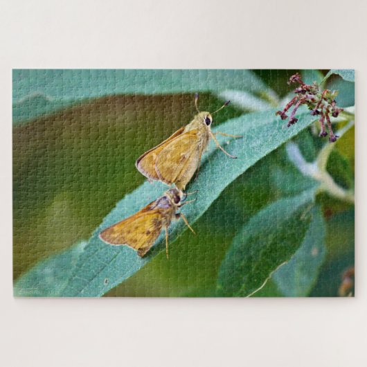 Sachem (Atalopedes campestris) Legpuzzel (Horizontaal)