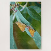 Sachem (Atalopedes campestris) Legpuzzel (Verticaal)