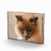 Sacrad Cat Fotoblokken (Rechts)