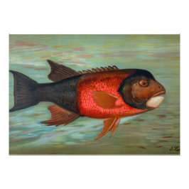 Sacramento Pike beroemd gemaakt door John L. Petri Foto Afdruk