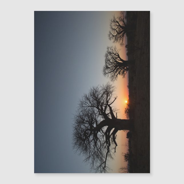 Sacred Baobabs (Voorkant)